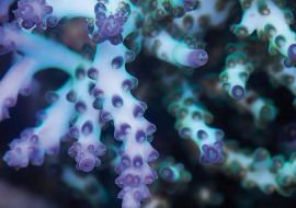 Přírodní krmivo Easy Reefs