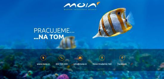 Spuštění webové stránky MOIA