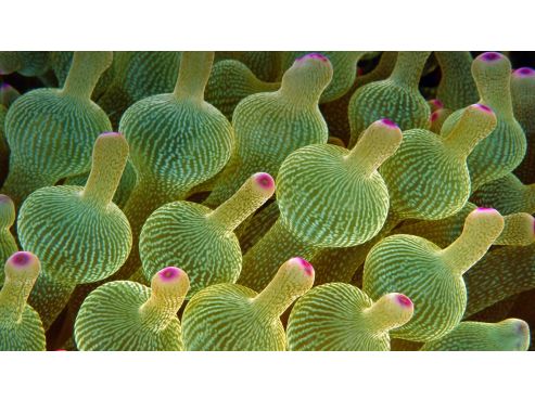 Bubble-tip-sea-anemone-in-the-Great-Barrier-Reef-Australia-20160124.jpg