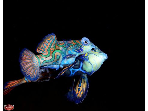 Robert-Brown-Mating-Mandarinfish.jpg