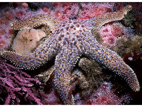 california-giant-sea-star.jpg