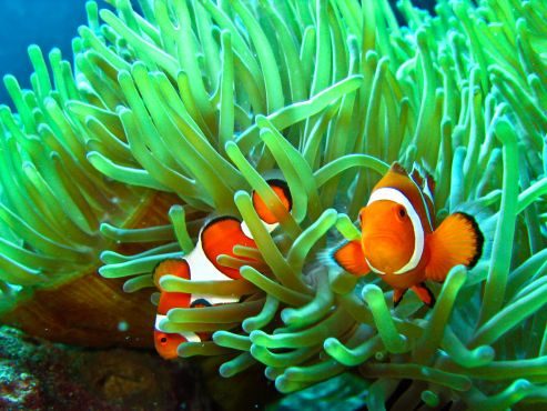clownfish-and-sea-anemone-wallpaper-4.jpg