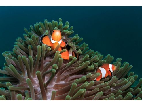 clownfish-sea-anemone-581b994d3df78cc2e879cc71.jpg
