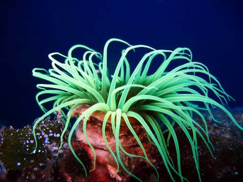 sea-anemone-shutterstock-21850051.jpg
