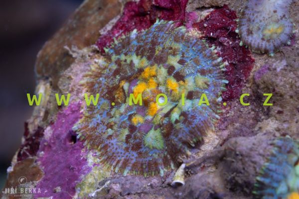 Rhodactis inchoata  –    korálovník houbovitý colorful Bull"s eye