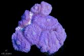 Rhodactis inchoata  –    korálovník houbovitý Purple Bull"s eye