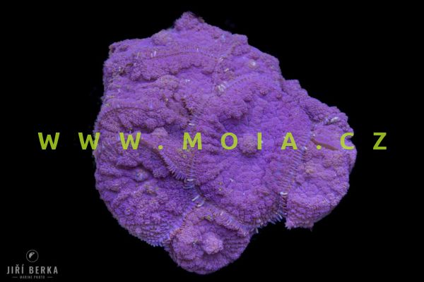 Rhodactis inchoata  –    korálovník houbovitý Purple Bull"s eye
