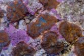 Rhodactis inchoata  –    korálovník houbovitý Red Bull's eye