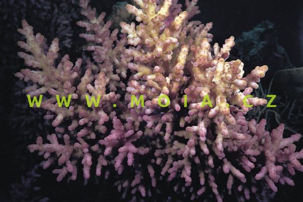 Acropora longicyathus – větevník dlouhovětvičkový
