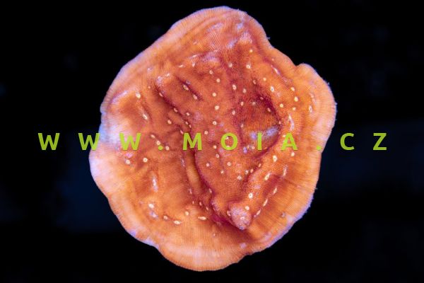 Leptoseris foliosa  – frag  "blood  orange" – houbovník    listovitý