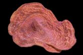 Leptoseris foliosa  – frag  "blood  orange" – houbovník    listovitý