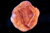 Leptoseris foliosa "blood  orange" – houbovník    listovitý