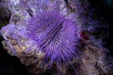 Lytechinus variegatus "purple" – ježovka   proměnlivá