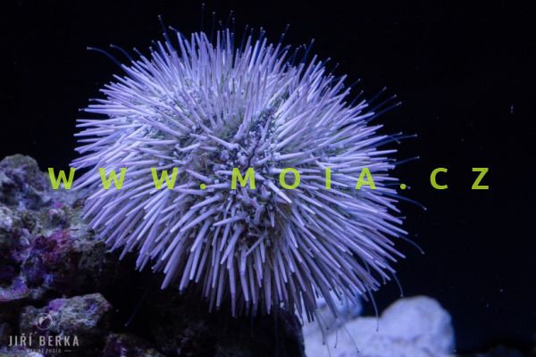 Lytechinus variegatus – ježovka   proměnlivá