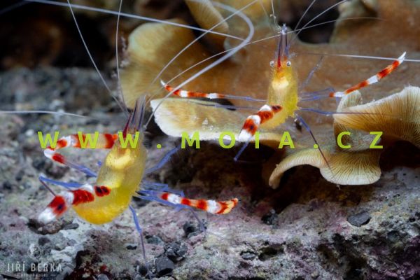 Stenopus cyanoscelis "pair"  –    kreveta modronohá (pár)
