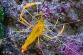 Stenopus spinosus -kreveta ostnitá