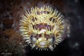Diodon holocanthus  – ježík hnědý