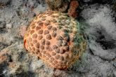 Culcita schmideliana  – hvězdice   jehelníčková
