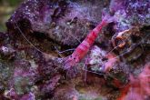 Parhippolyte uveae  – krevetka    cukrotřtinová