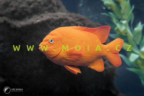 Hypsypops rubicundus – sapín oranžový "Garibaldi"   