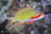 Pseudanthias huchtii "female" – bradáč rudolící  
