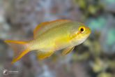 Pseudanthias huchtii "male" – bradáč rudolící
