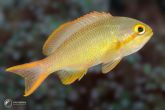 Pseudanthias huchtii "male" – bradáč rudolící
