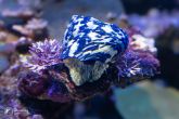 Cittarium pica  – kotouček karibský