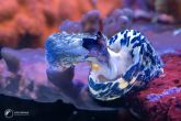 Cittarium pica  – kotouček karibský