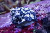 Cittarium pica  – kotouček karibský