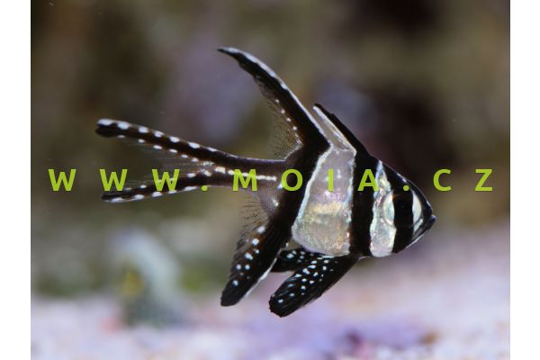 Pterapogon kauderni  – parmovec skvělý "odchov"