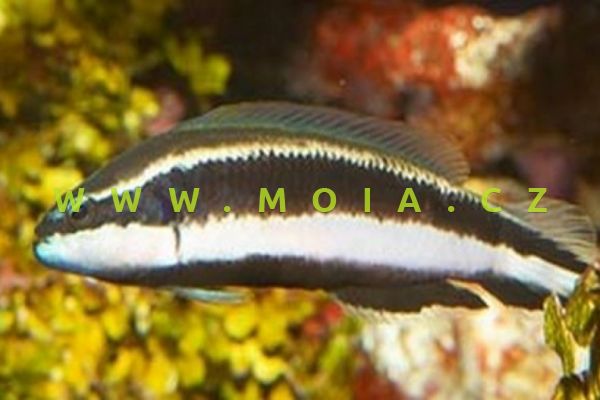 Pseudochromis sankeyi  – sapínovec sankeyův