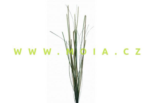 Rostlina Surf Grass – Phyllospadix (2mm, 20 listů)
