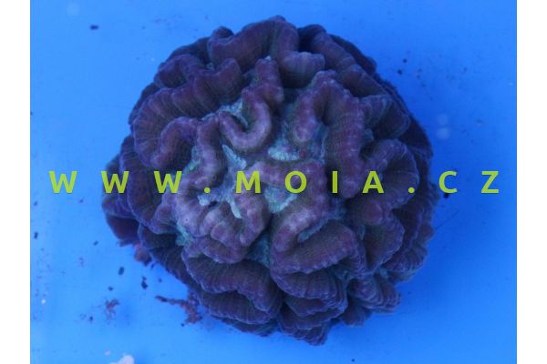 Oulophyllia crispa  – útesovník indopacifický   