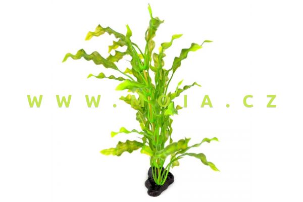 Rostlina Laminaria saccarina 10 x 30cm