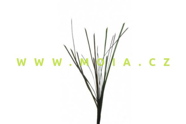 Rostlina Eel Grass – Zostera (5mm) 67cm
