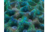 Goniastrea palauensis "mottled" – útesovník palauský 