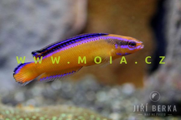 Pseudochromis aldabraensis  – sapínovec aldaberský