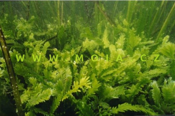 Caulerpa taxifolia – lazucha tisolistá