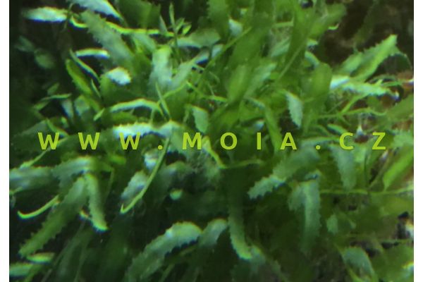 Caulerpa brachypus – lazucha  drobnolistá