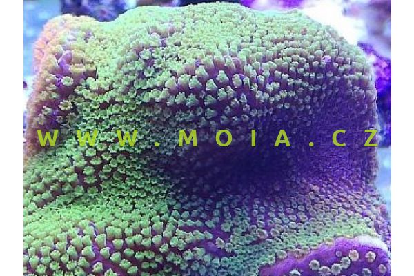 Montipora sp. "DickMan green"- montipóra