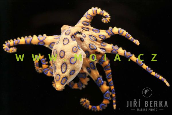 Hapalochlaena lunulata  – chobotnice kroužkovaná   