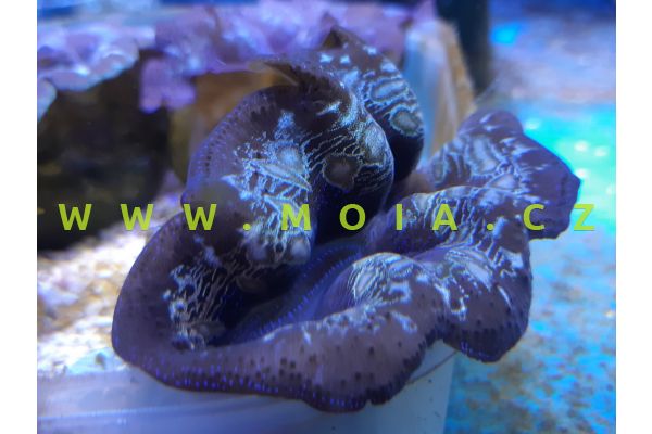Tridacna crocea 6-8 cm – zéva útesová