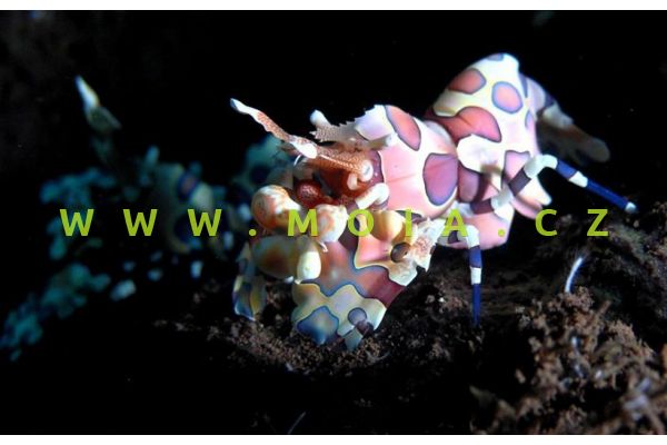 Hymenocera picta  – krevetka   malovaná