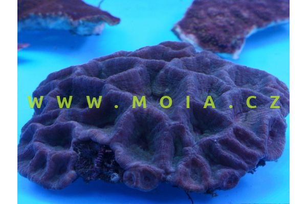 Moseleya latistellata  – útesovník filipínský   