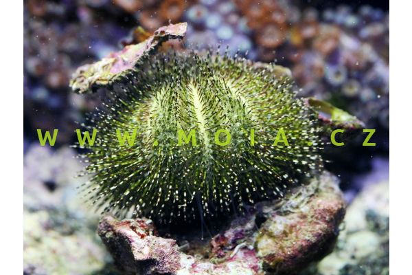 Salmacis sphaeroides   –    ježovka zelená