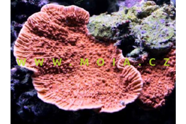 Montipora capricornis "orange/red" – montipóra  písčitá 
