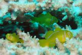 Gobiodon cf citrinus  – hlaváč korálový