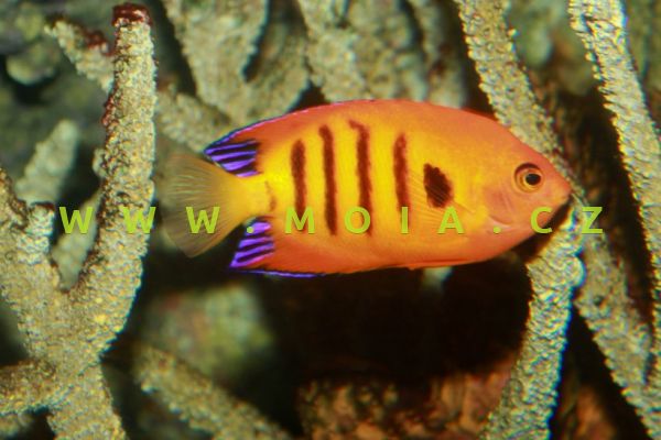 Centropyge loricula – pomčík ohnivý