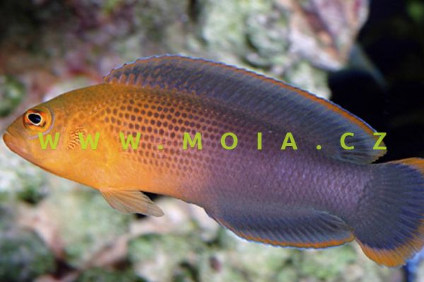 Pseudochromis dilectus  – sapínovec královský